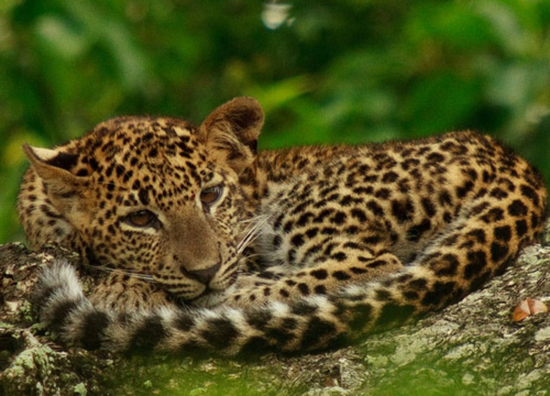 Wilpattu Safari Full day tour