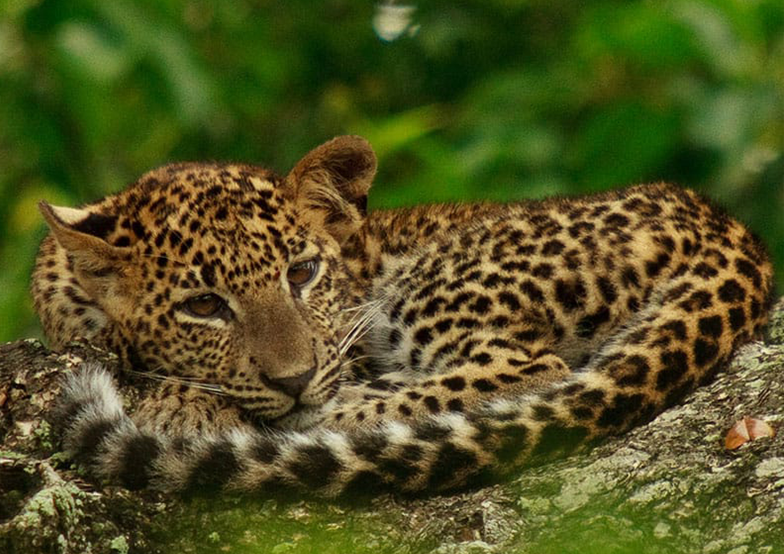 Wilpattu Safari Full day tour